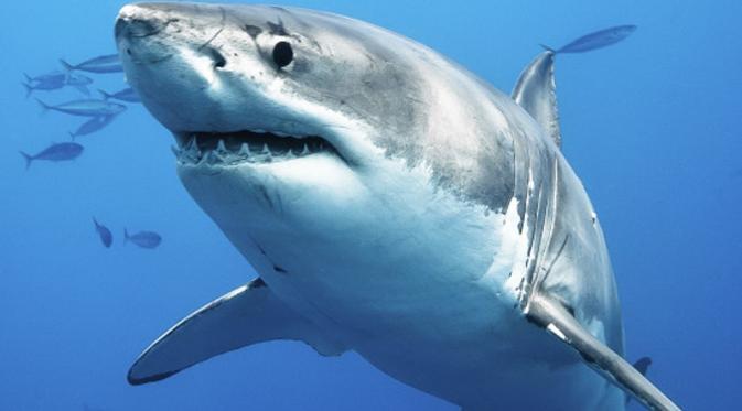 5 Mitos Mengenai Hiu yang Ternyata Hoax (sharkopedia.discovery.com)