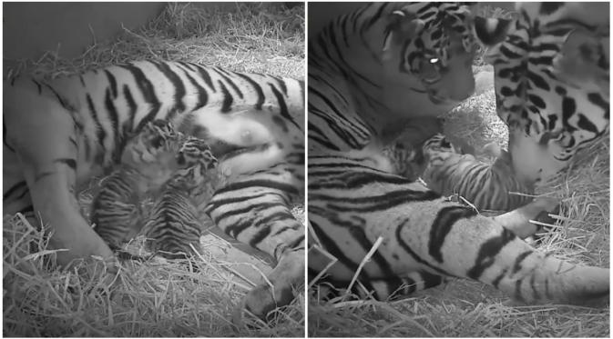 Walau tampak sepele, kelahiran dua anak harimau ini menjadi kemenangan program pembiakkan global satwa-satwa terancam itu. (Sumber ZSL)