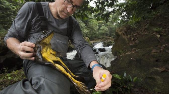 Katak Goliath adalah spesies katak raksasa yang hanya ada di Kamerun dan Guinea. Katak ini terancam punah | Foto : Istimewa