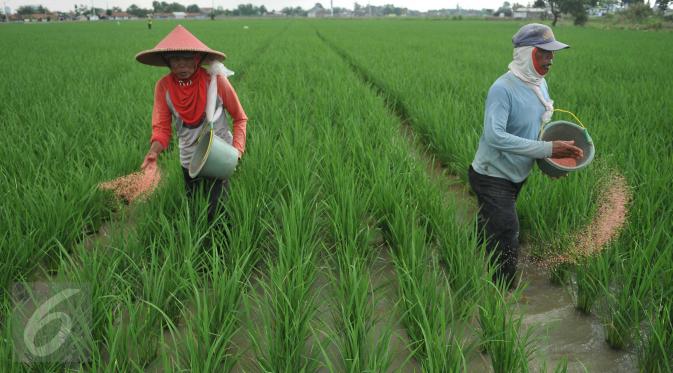 Petani memupuk tanaman padi di Karawang, Jawa Barat, Senin (4/7). Untuk mencapai target swasembada pangan 2016, pemerintah telah mengalokasikan anggaran sebesar Rp 20 triliun. (Liputan6.com/Gempur M Surya)