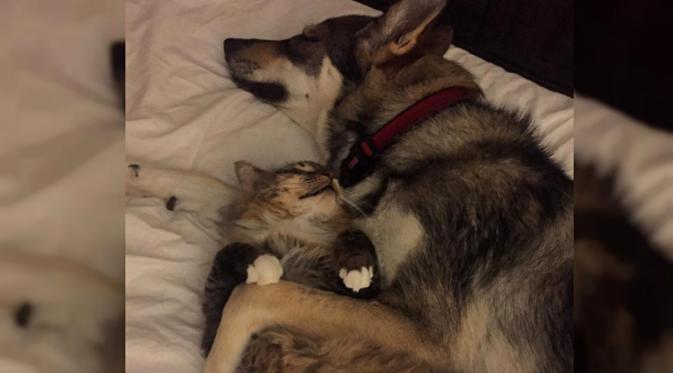 Anjing dan kucing bersahabat, Raven dan Woodhouse. (Sumber: Instagram Raven and Woodhouse)