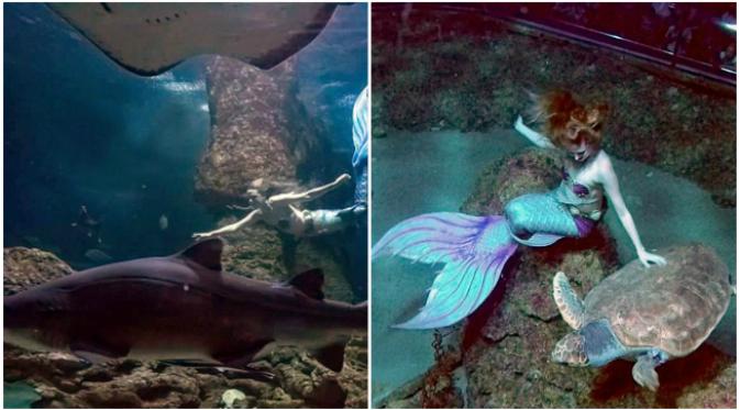 Mereka bahkan berenang bersama-sama dengan kura-kura, ikan, ikan pari dan seekor hiu sepanjang 3,6 meter dari spesies yang jinak. (Sumber PA Real Life)