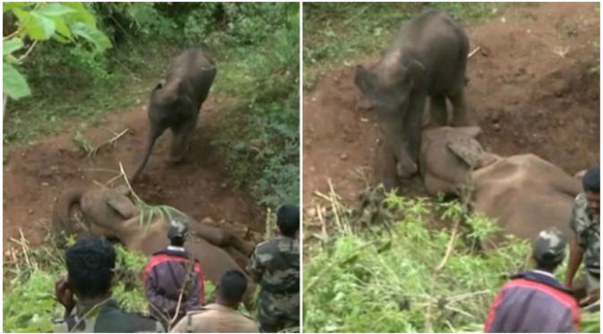 Seekor induk gajah berusia 25 tahun mati mendadak sehingga anaknya yang berusia 2 tahun terus mencoba untuk menghidupkannya kembali. (Sumber Reuters via Daily Mail)
