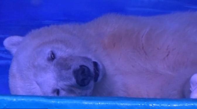 Seekor beruang kutub menjadi tontonan di pusat perbelanjaan di Guangzhou, China (Dailymail.com).
