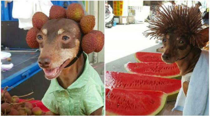 Pemilik anjing memang mencari nafkah dengan berdagang buah, tapi ia juga gemar mendandani anjingnya. (Sumber Shanghaiist.com)