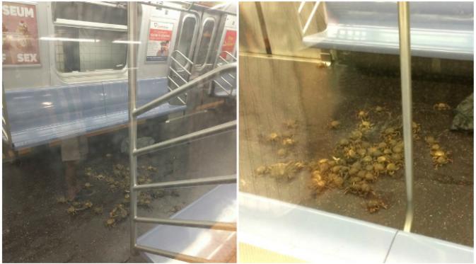 Tidak jelas bagaimana tumpukan lebih dari 50 ekor kepiting bisa ada dalam gerbong kereta bawah tanah New York. (Sumber Shawn Petcaugh via Gothamist dan @HelloCVH via Twitter)