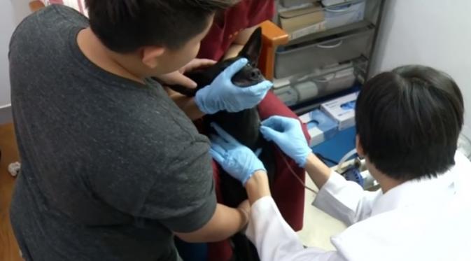 Seorang perawat mengambil darah  di pusat donor darah anjing National Pingtung University of Science and Technology in Pingtung, Taiwan Selatan