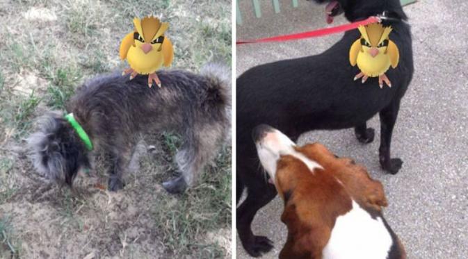 Penampungan Hewan Ini Ajak Relawan Main Pokemon Go Bersama Anjing| Via: boredpanda.com