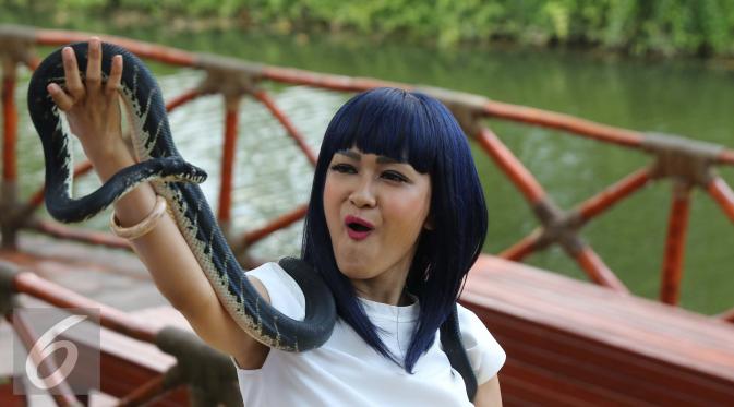 Julia Perez berpose dengan ular usai merayakan ulang tahun yang 36 di kawasan Ancol, Jakarta, Jumat (15/7). Sejumlah selebriti hadir dalam acara tersebut diantaranya Luna Maya dan Zaskia Gotik. (Liputan6.com/Herman Zakharia)