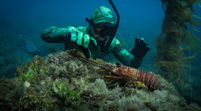 Invisibility Cloak atau baju tembus pandang dapat membuat para penyelam menyelinap di antara kumpulan hewan laut, tanpa mengancam mereka (Dailymail.com).