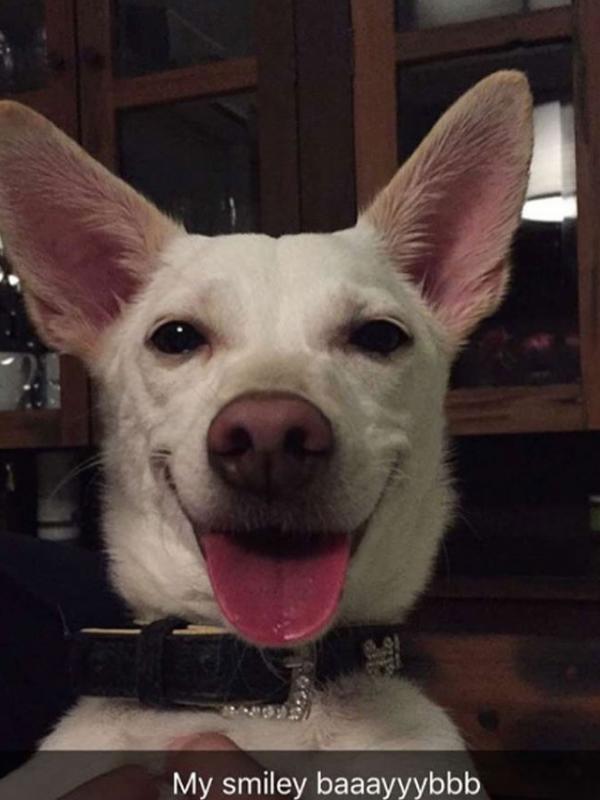 Pepper, anjing dari Sophia Latjuba. (via Instagram.com)