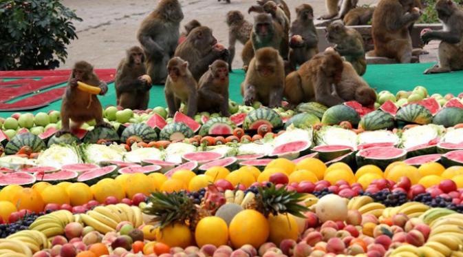 Heboh Festival Monyet Habiskan 4000 Kg Buah