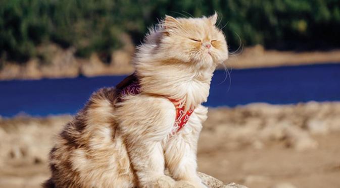 10 Potret Bukti Kalau Kucing Asyik Dijadikan Teman Traveling. (Via: boredpanda.com)