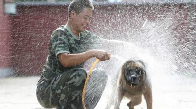 Kesatuan anjing militer di China terlatih dengan baik sehingga anjing-anjing pun bisa bersabar ketika antre menunggu jatah makan mereka. (Sumber @XHNews via Twtitter)
