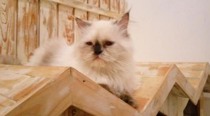 Kafe di Yogya menawarkan sensasi ngopi ditemani kucing (Liputan6.com / Switzy Sabandar)