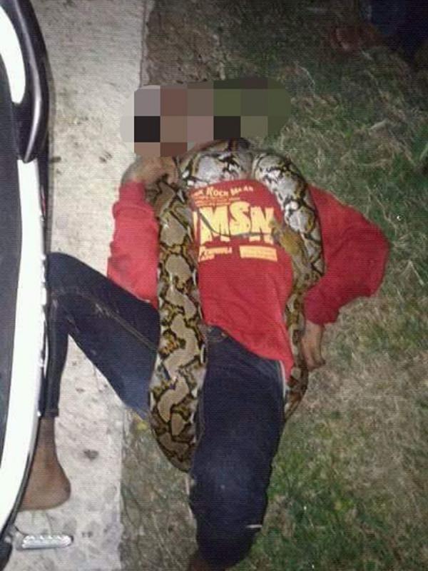 Pawang ular tewas dililit Piton | foto : facebook