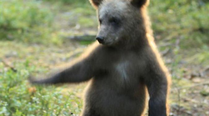 Beruang coklat berusia 4 bulan itu terlihat mahir berdansa (@ValtteriMulkahainen)