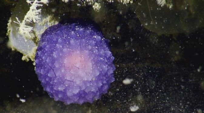 Bola ungu misterius di dasar Samudra Pasifik ditemukan oleh ilmuwan di E/V Nautilus (NOAA)
