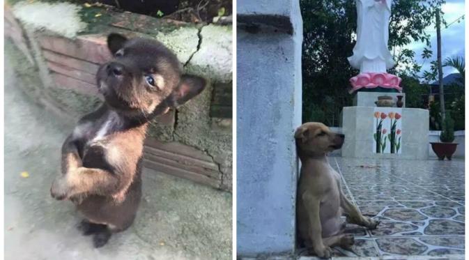 Kedua anjing tersebut ditemukan oleh seorang biksu di jalanan dan dibawa ke dalam kuil (Shanghaiist.com).