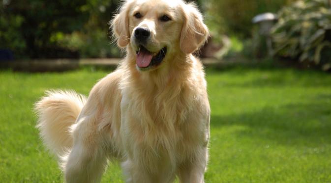 Golden Retriever | foto ; istimewa