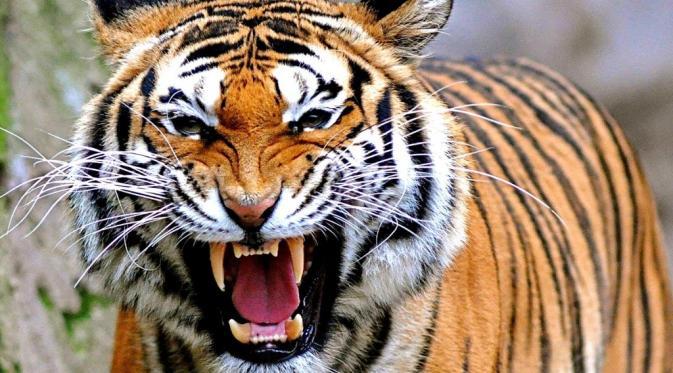 Hilangnya hutan yang menjadi habitat harimau Sumatera menyebabkan hewan ini sering kali dibunuh atau ditangkap karena tersesat di pedesaan.