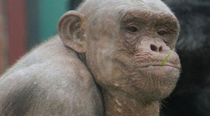 Mongo, simpanse tanpa bulu | foto : dailymail.co.uk
