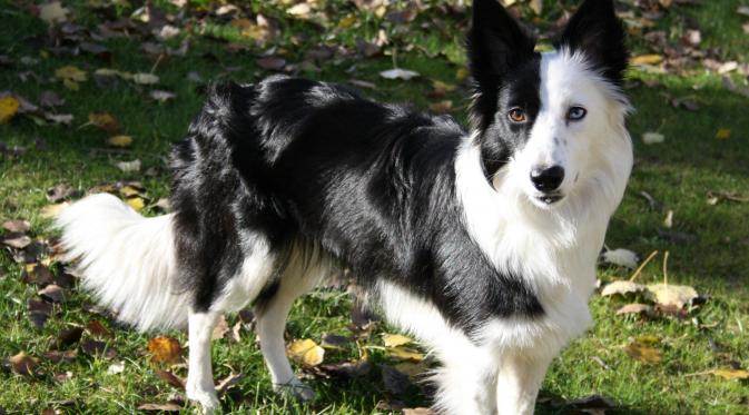 Border Collie. (Foto: buzzsharer.com)