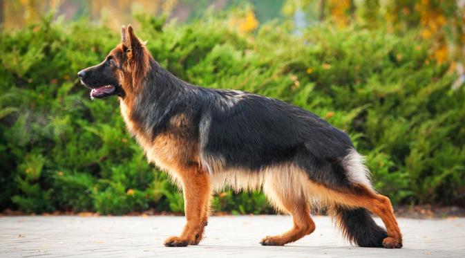 German Shepherd. (Foto: pets4homes.co.uk)