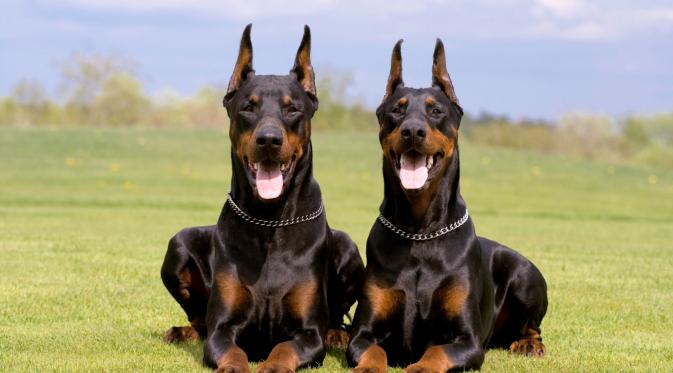 Doberman Pinscher. (Foto: dogbreedgallery.com)