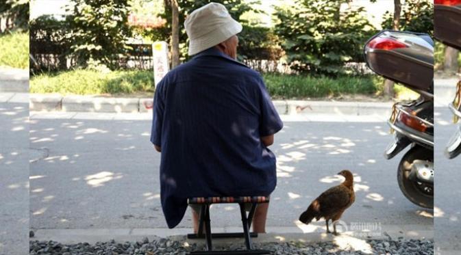 Kisah Unik, Kakek 80 Tahun yang Bersahabat dengan Ayam Betina