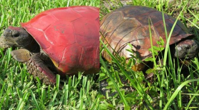 Cat pada cangkang tidak bisa terkelupas seluruhnya. Walaupun tampak aman, lapisan cat pada cangkang kura-kura dan penyu dapat berbahaya bagi kesehatan hewan-hewan itu. (Sumber MyFWC via Facebook)