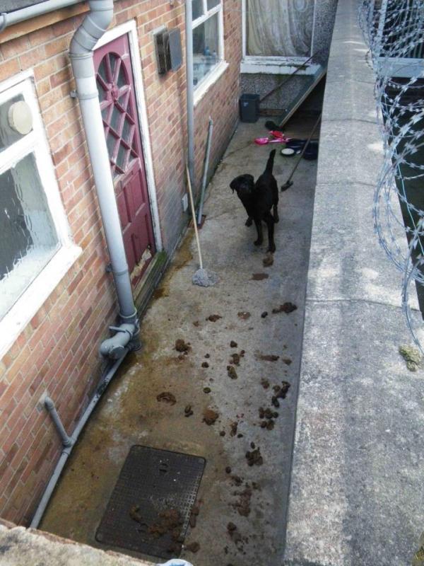 Tega, Anjing Ini Dibiarkan Kelaparan Selama 6 Minggu! | via: thesun.co.uk