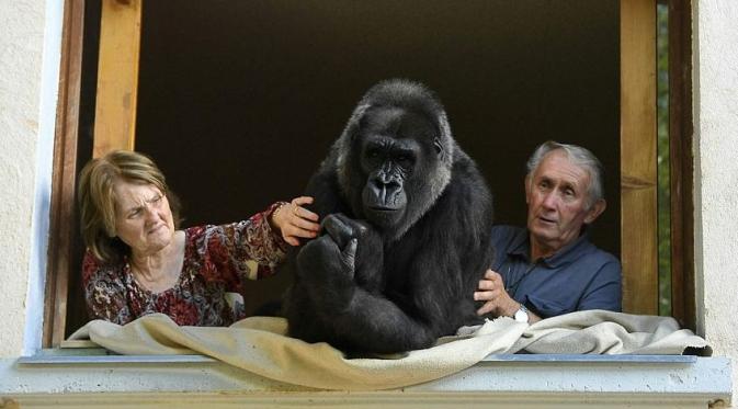 Pasangan asal Prancis, Pierre dan Eliane Thivillon yang telah hidup bersama gorila bernama Digit selama 18 tahun terakhir. (Foto: Daily Mail)