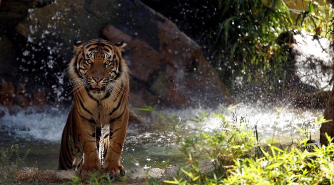 Harimau Sumatera di Kebun Binatang California, AS (REUTERS)