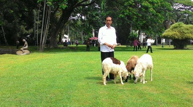 Jokowi dan domba kesukaanya (Liputan6.com/Doni)