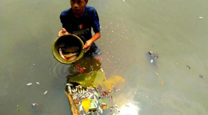 Warga menangkap ikan-ikan yang mati di Setu Wanaherang Bogor itu hingga puluhan kilogram. (Liputan6.com/Achmad Sudarno)