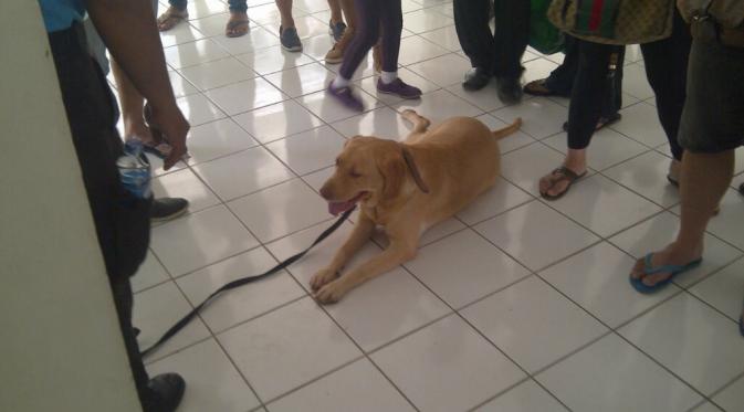 Anggota K-9 atau anjing pelacak bernama Laika di Apartemen Gading Nias. (Liputan6.com/Moch Harun Syah)