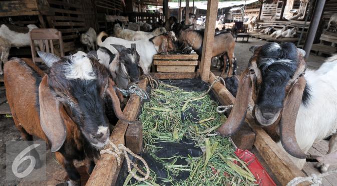 Sejumlah hewan kurban di kawasan Tanah Abang, Jakarta, Sabtu (3/9). Untuk harga Kambing dijual dengan harga Rp2,2-5,5 juta, sedangkan harga sapi Rp18-35 juta. (Liputan6.com/Yoppy Renato)