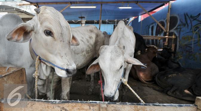 Sejumlah hewan kurban di kawasan Tanah Abang, Jakarta, Sabtu (3/9). Untuk harga Kambing dijual dengan harga Rp2,2-5,5 juta, sedangkan harga sapi Rp18-35 juta. (Liputan6.com/Yoppy Renato)