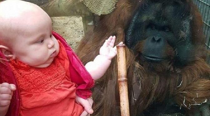  Orangutan Mencium Wanita Hamil dengan Penuh Cinta |  foto : Daily mail