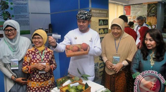 Walikota Bogor Bima Arya (tengah) menunjukkan buah asli khas Bogor, Bisbul saat mengunjungi Museum Nasional Sejarah Alam Indonesia, di jalan Juanda, Kota Bogor, Jawa Barat, Rabu (31/8/2016). (ANTARA FOTO/Arif Firmansyah)