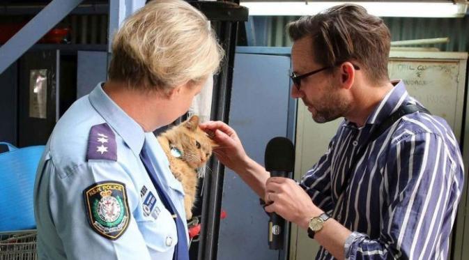 Polisi Australia Bentuk Pasukan Kucing Pemburu Tikus | foto : ABC.net.au