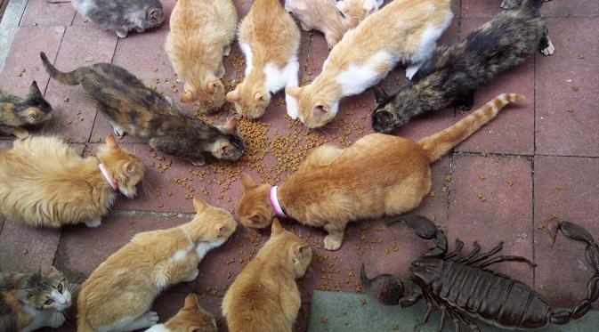 Kalajengking raksasa di antara kucing-kucing yang lagi makan. (Via: boredpanda.com)