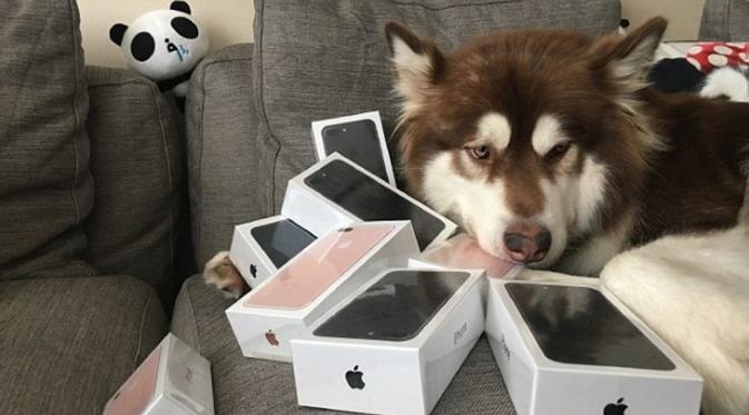Coco, anjing yang mendapat hadiah 8 buah iPhone 7. (Weibo)