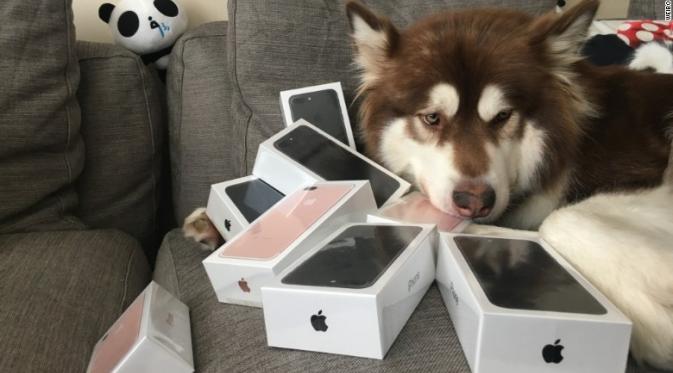 Inilah Coco, anjing beruntung yang dihadiahi 8 unit iPhone 7 oleh sang pemilik (Sumber: CNN)