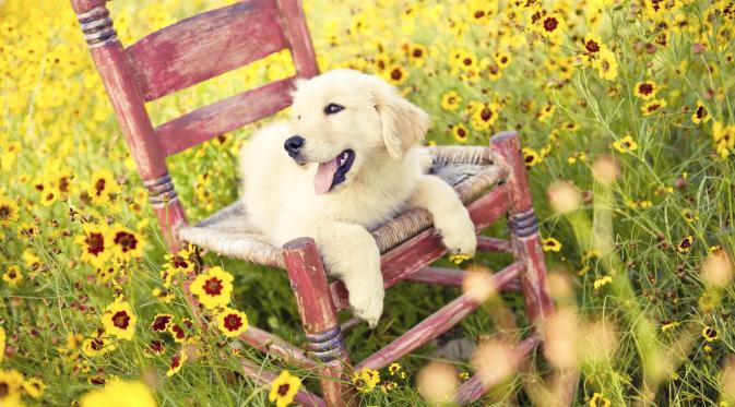 10 Alasan Kenapa Memelihara Anjing Membuat Hidupmu Lebih Sehat. (Foto: cdn.lookanimals.com)