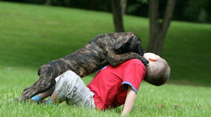 10 Alasan Kenapa Memelihara Anjing Membuat Hidupmu Lebih Sehat. (Foto: accendopress.com)