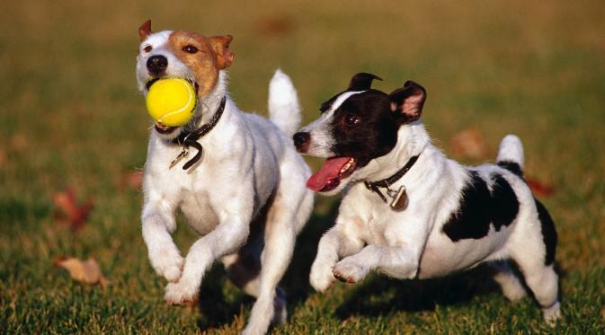 10 Alasan Kenapa Memelihara Anjing Membuat Hidupmu Lebih Sehat. (Foto: squarespace.com)