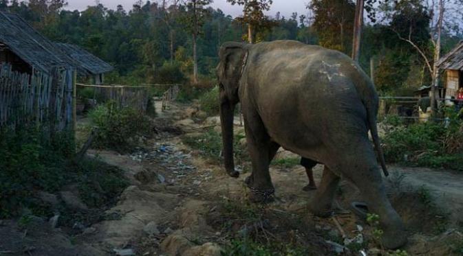 Tragis, Gajah Dikuliti Hidup-Hidup untuk Pengobatan danPerhiasan