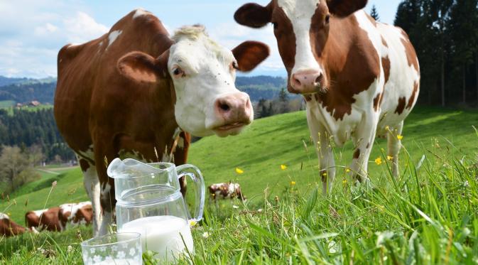 Tak semua orang bisa meminum susu sapi, dan inilah 5 alternatif susu yang khusus dibuat oleh orang yang alergi susu sapi. (Foto: Danceinforma.com)